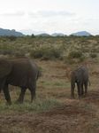 14080 Elephants.jpg